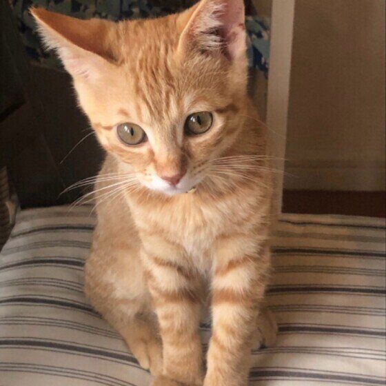 おとなしく座る茶トラ猫