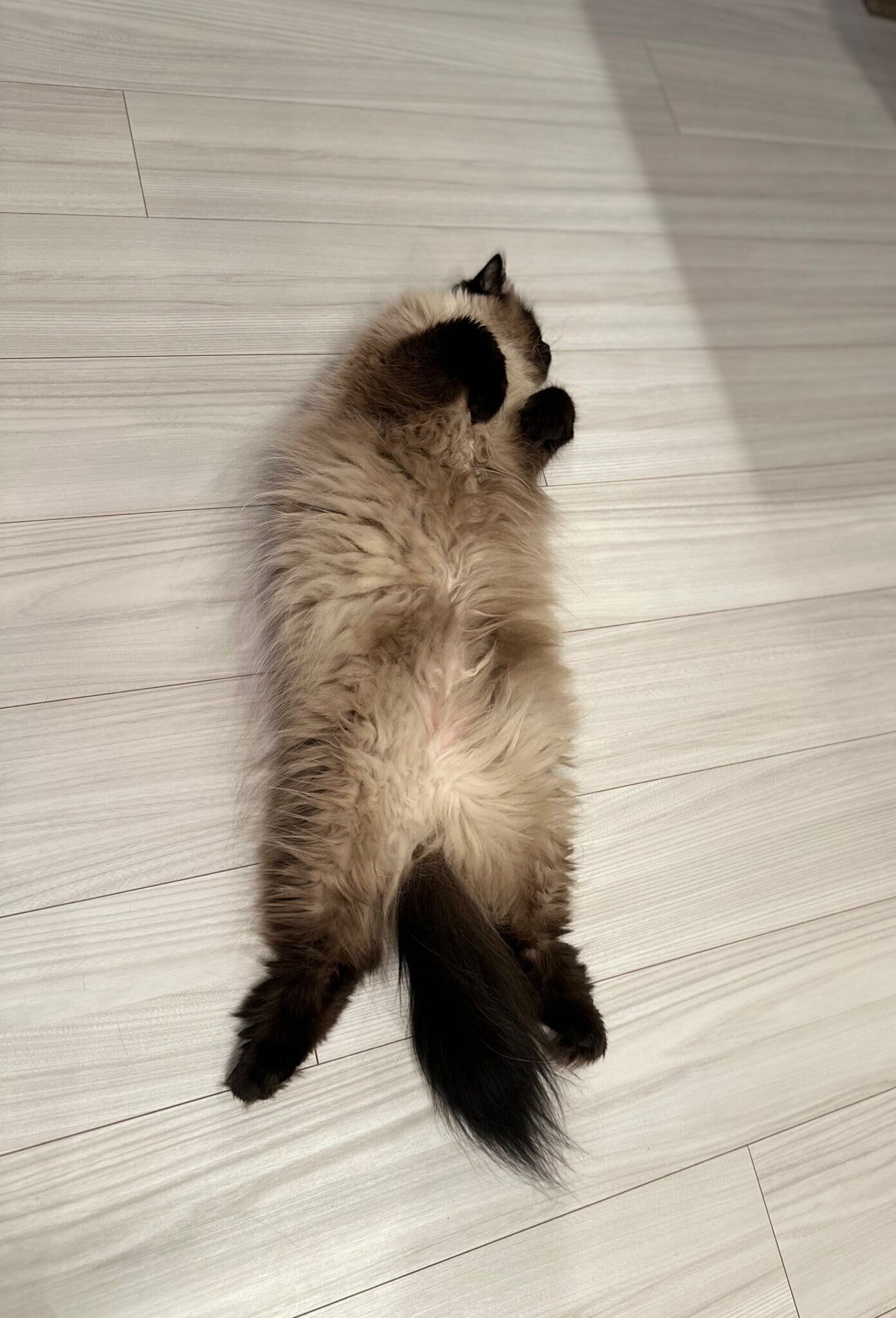 “ヘソ天”しているヒマラヤン