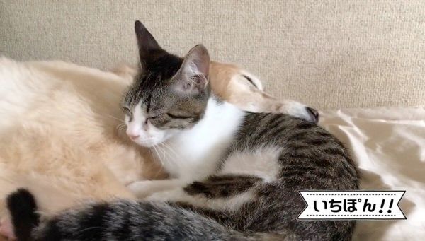 お布団でまったりする犬と猫