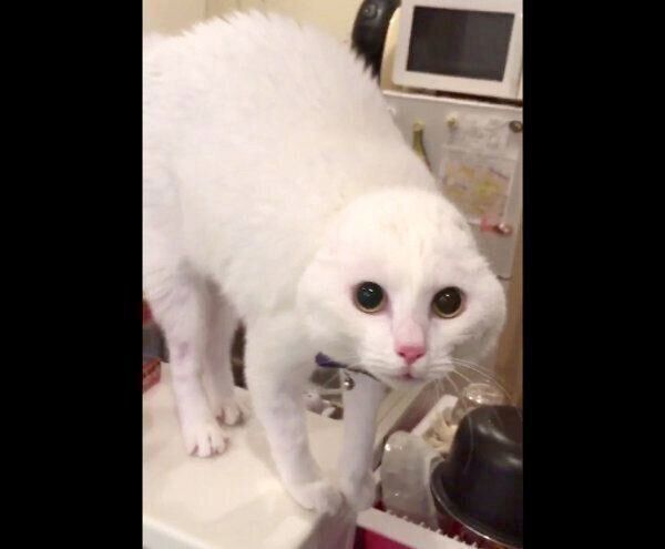 スクワットする飼い主さんを見て警戒するハク様