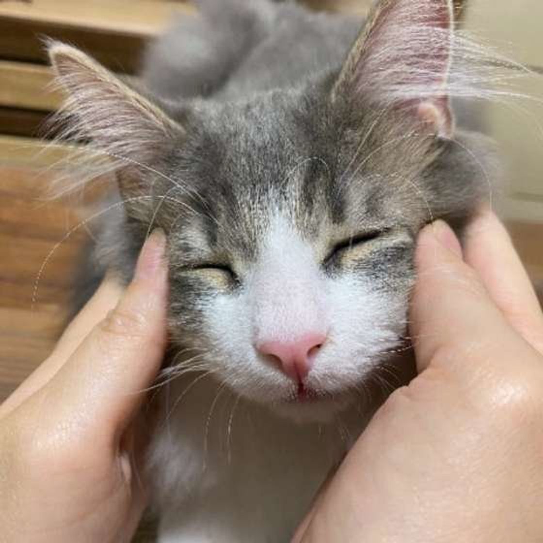 猫も人も癒される マッサージすることで期待できるうれしい効果 ねこのきもちweb Magazine 猫も人も癒される マッサージすることで期待できるうれしい効果 ねこのきもちweb Magazine