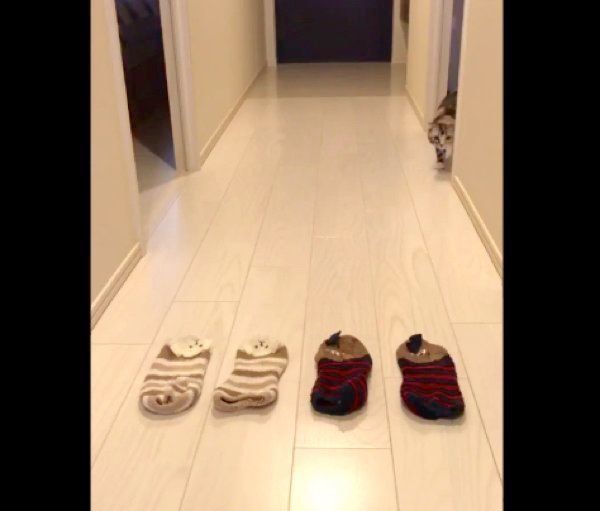 靴下を狙うラムちゃん