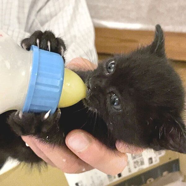 ミルクを飲むこぐまくん