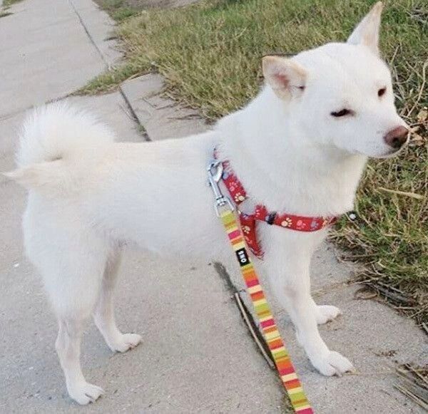 お散歩中のかりんちゃん