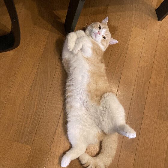 マンチカンの日向（ひなた）くん♪