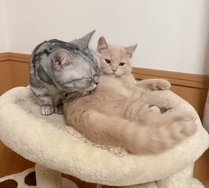 仲良しなあんみつちゃん、しらたまくん