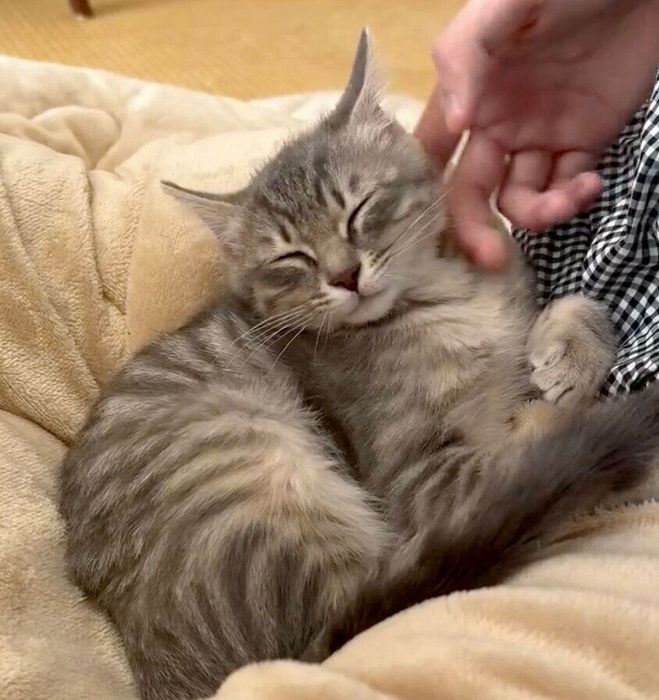 なでてもらうつぶあんちゃん
