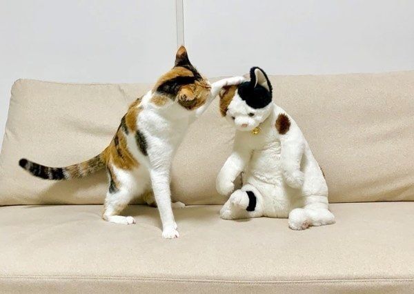 ぬいぐるみと遊ぶ三毛猫