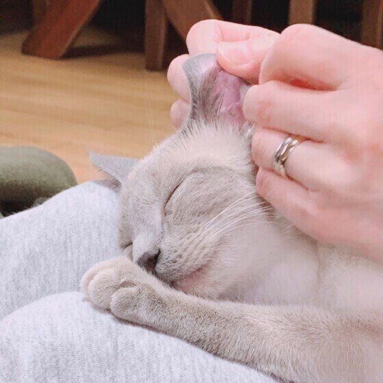 耳掃除されるロシアンブルー