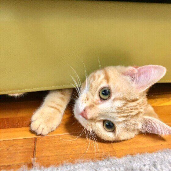 見つめるアメリカンショートヘア