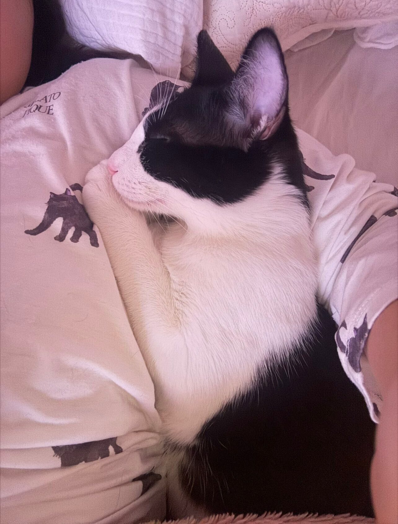 飼い主と一緒に寝ている猫