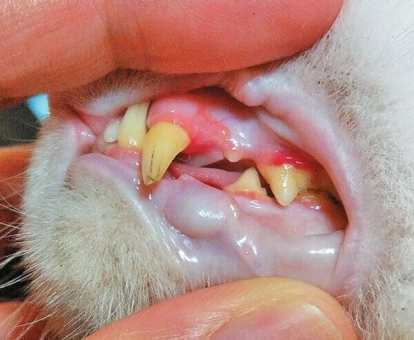 歯周病になった猫