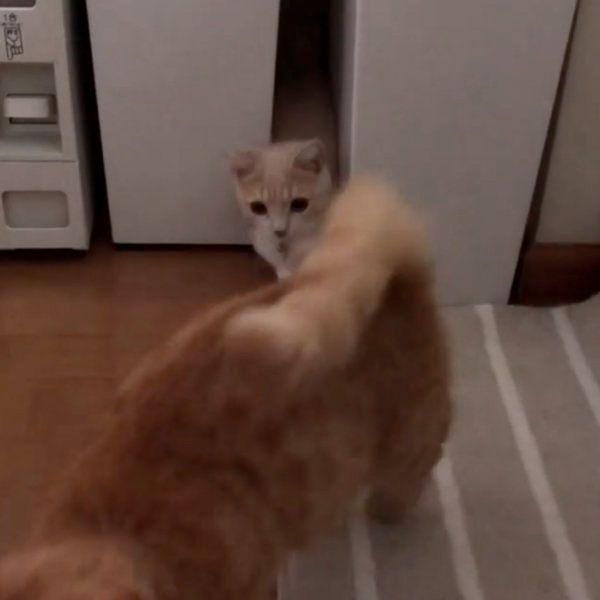 隙間を探検するマンチカン