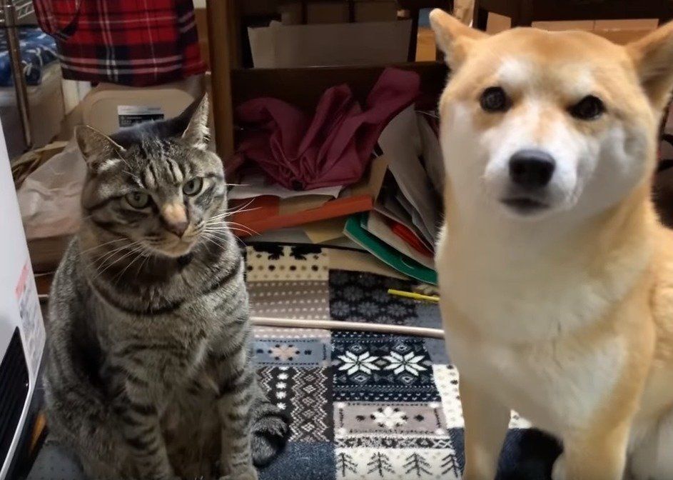 猫と犬