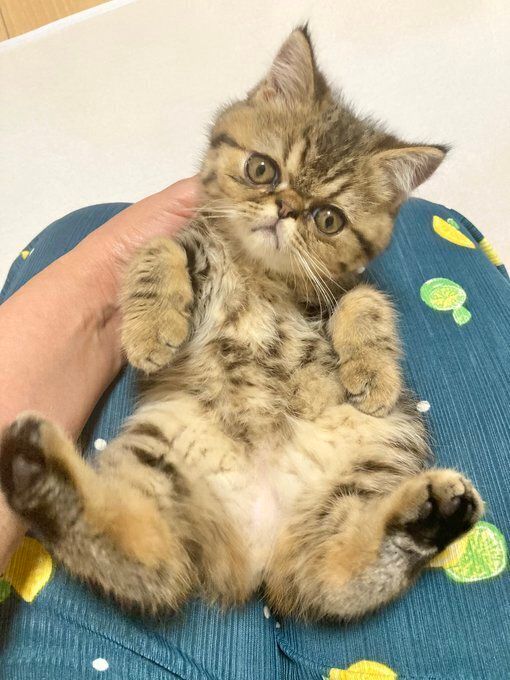 おなかを見せているエキゾチックショートヘアの子猫
