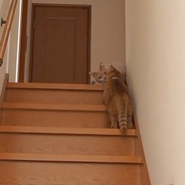 チューをするココちゃんとネネちゃん