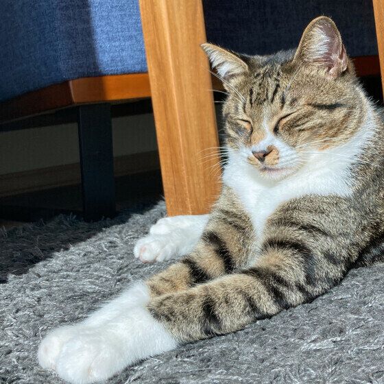 Mix（キジトラ）の十（てん）くん♪