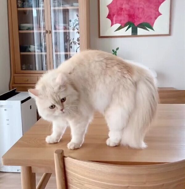 「やんのかステップ」をするむぎちゃん