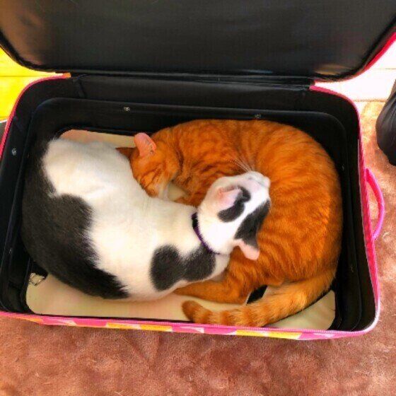 スーツケースに入るまるくんたち