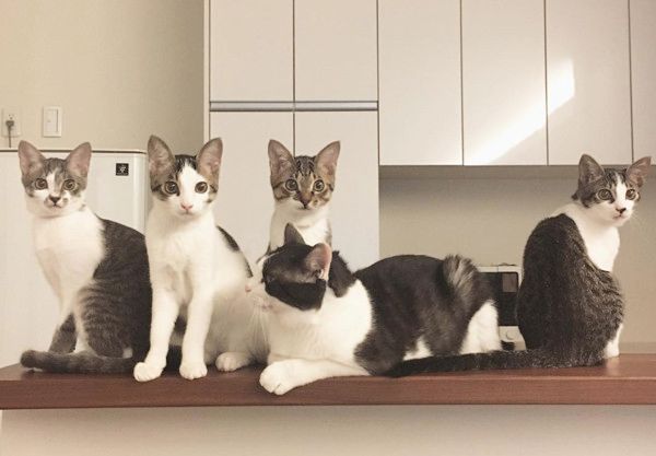 すくすく成長する猫4兄妹