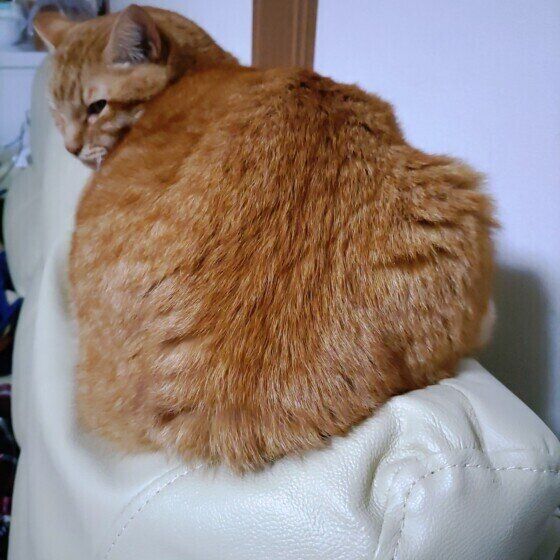 茶トラのバロンくん