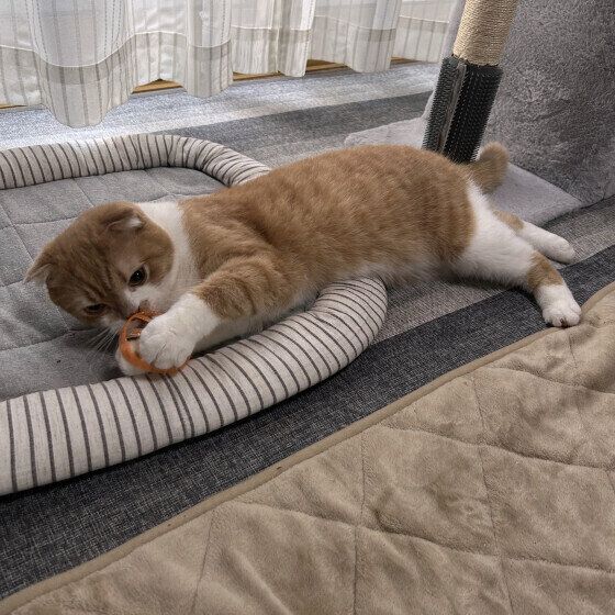 ミヌエットのうにくん