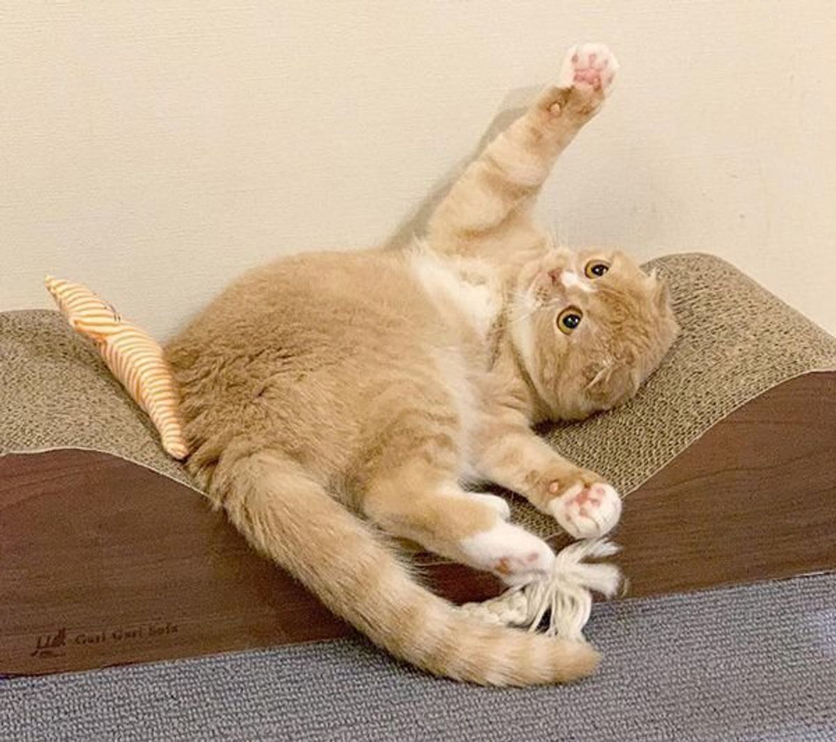 かわいいだけじゃない 猫の 肉球 に秘められたナゾに迫る ねこのきもちweb Magazine かわいいだけじゃない 猫の 肉球 に秘められたナゾに迫る ねこのきもちweb Magazine