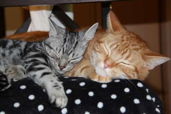 寄り添って寝る2匹