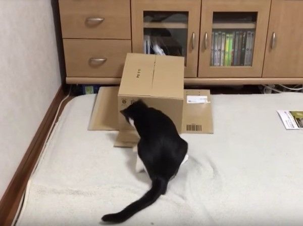 ヤドカリにゃんこ