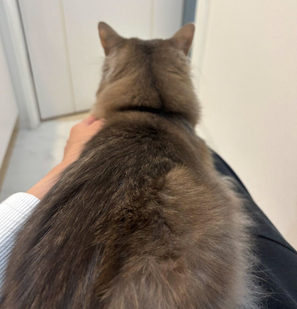 飼い主さんにくっつくこはくちゃん