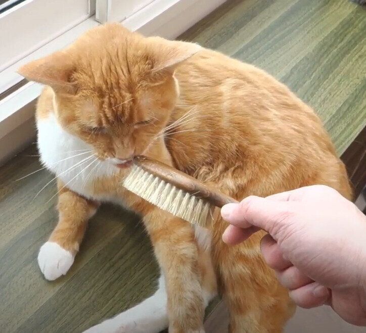 ブラッシングする猫