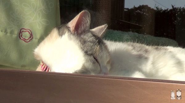 日向ぼっこする猫