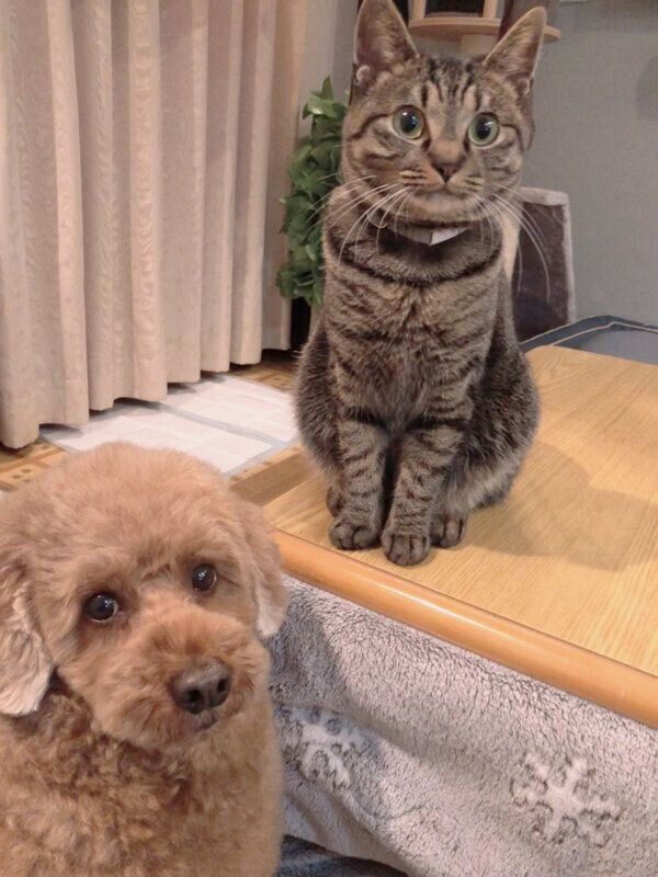 見つめるアテチちゃん、リクさん