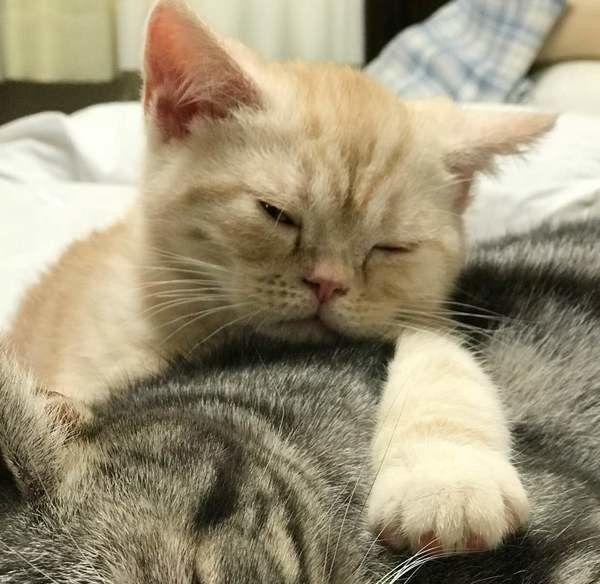 アメリカンショートヘア　オス　ルカ