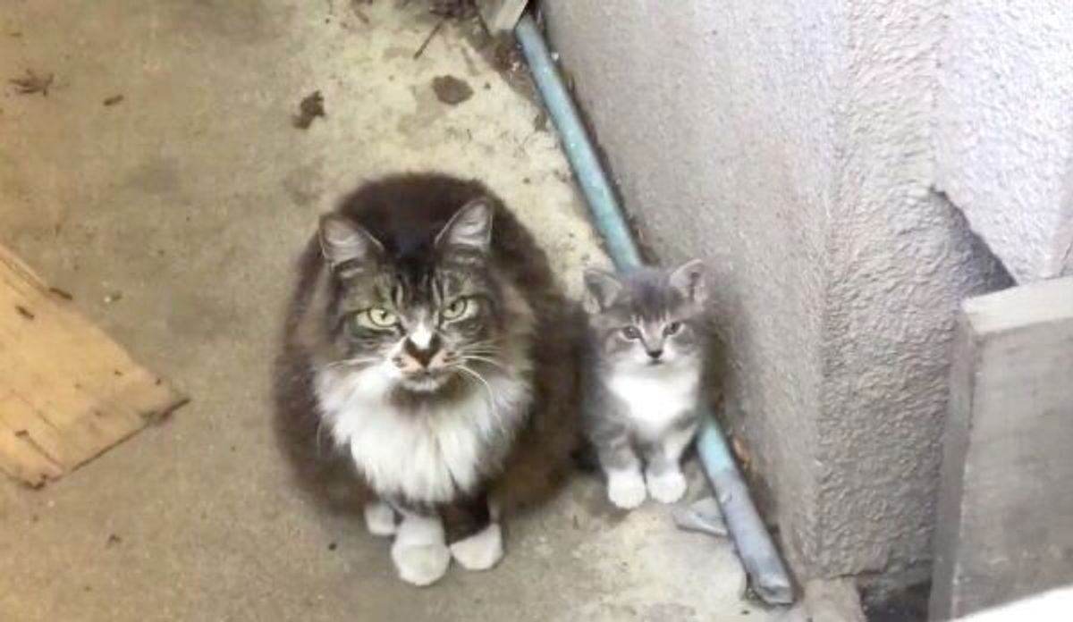 子猫を託しに来た因縁の母猫 気になる 母猫のその後 と保護された 子猫の成長 ねこのきもちweb Magazine 子猫を託しに来た因縁の母猫 気になる 母猫のその後 と保護された 子猫の成長 ねこのきもちweb Magazine