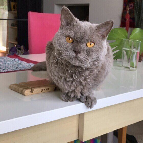 セルカークレックスのFIKAちゃん