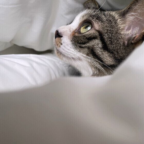 キジトラのジンくん