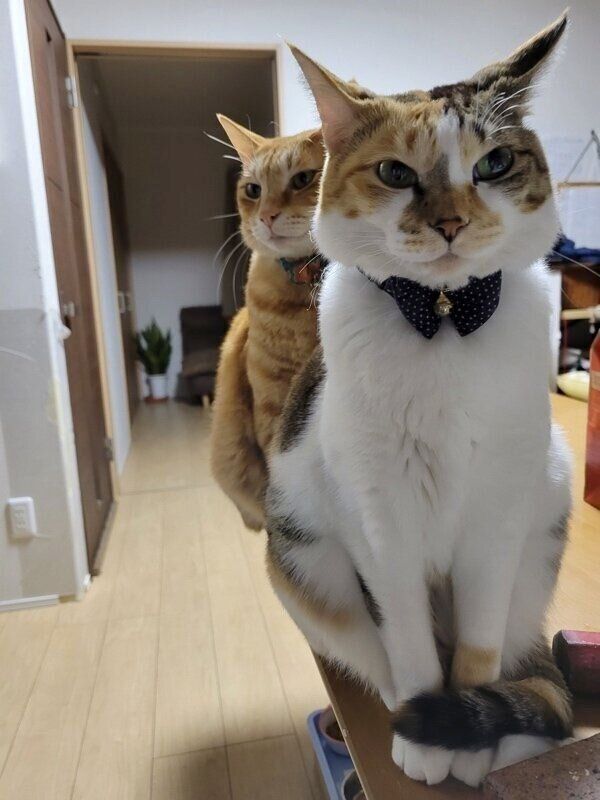 縦に並んで飼い主さんに「圧」をかけるみぃちゃんとテンくん