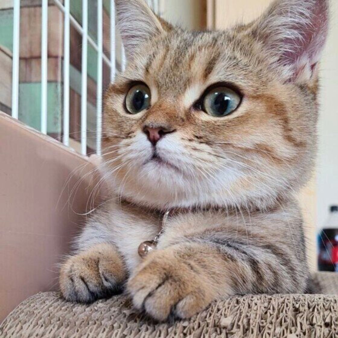 叱るのは逆効果 家具の爪とぎ 噛む ひっかく 困った猫の行動のやめさせ方 ねこのきもちweb Magazine 叱るのは逆効果 家具の爪とぎ 噛む ひっかく 困った猫の行動のやめさせ方 ねこのきもちweb Magazine