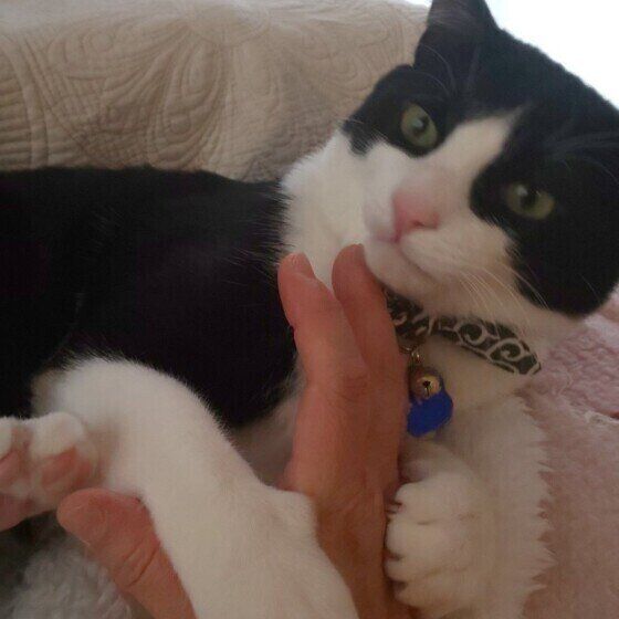 白黒猫のダルちゃん