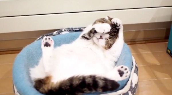 毛づくろいをするスコティッシュフォールド