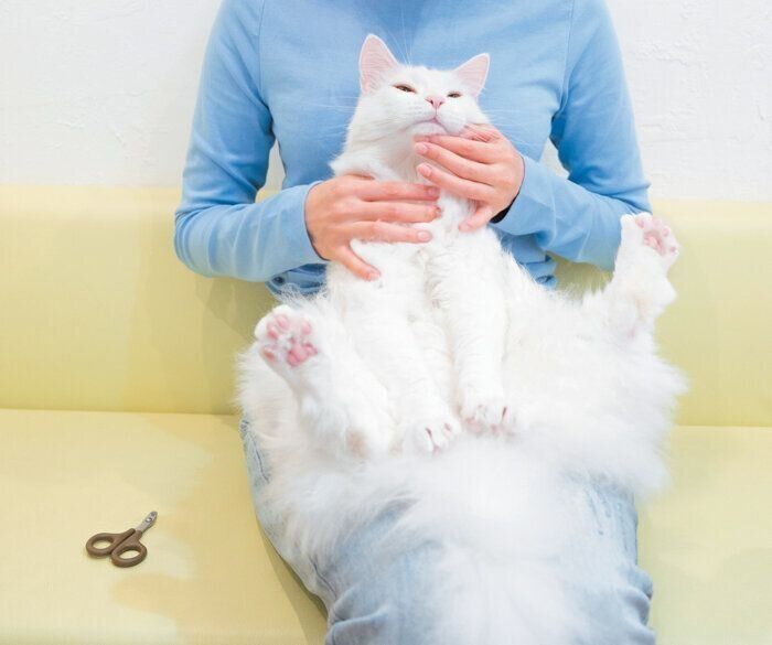 膝の上でスキンシップ