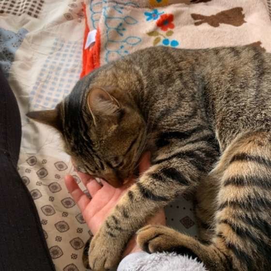 指をなめるキジトラの麒麟ちゃん