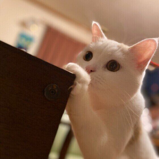 スコティッシュフォールドの珀くん