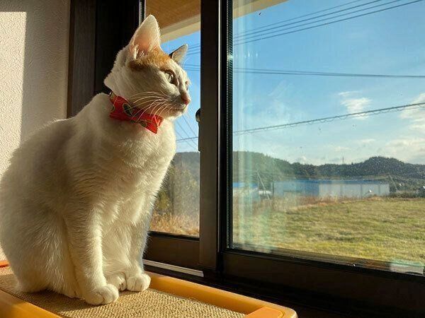 外を眺めるカンナちゃん