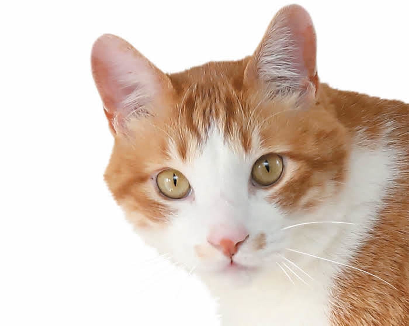 ねこのきもち発 オス猫あるある ランキング発表 意外なオス猫の性格がわかる ねこのきもちweb Magazine ねこのきもち発 オス猫あるある ランキング発表 意外なオス猫の性格がわかる ねこのきもちweb Magazine