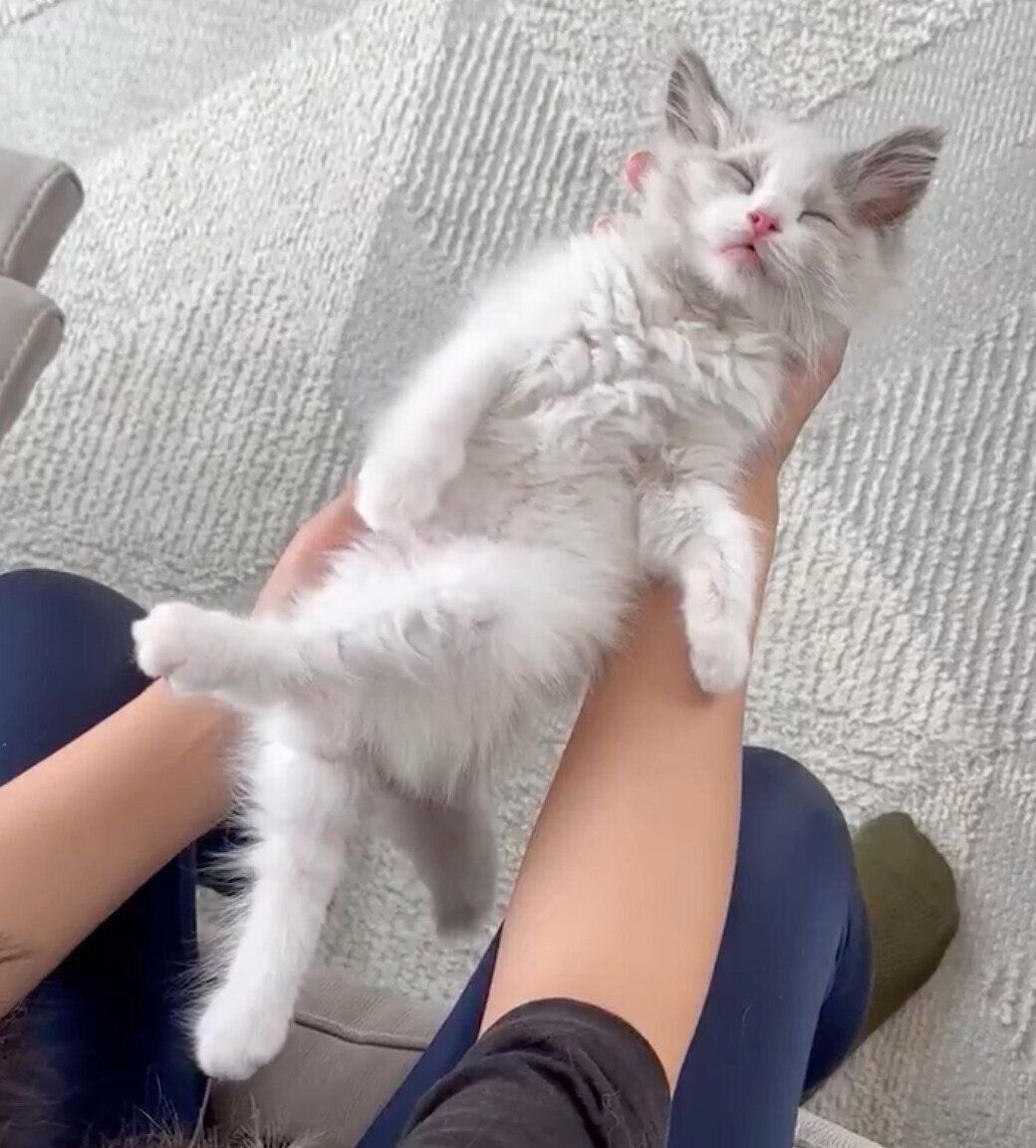 妹さんにメロメロなはんぺんくん