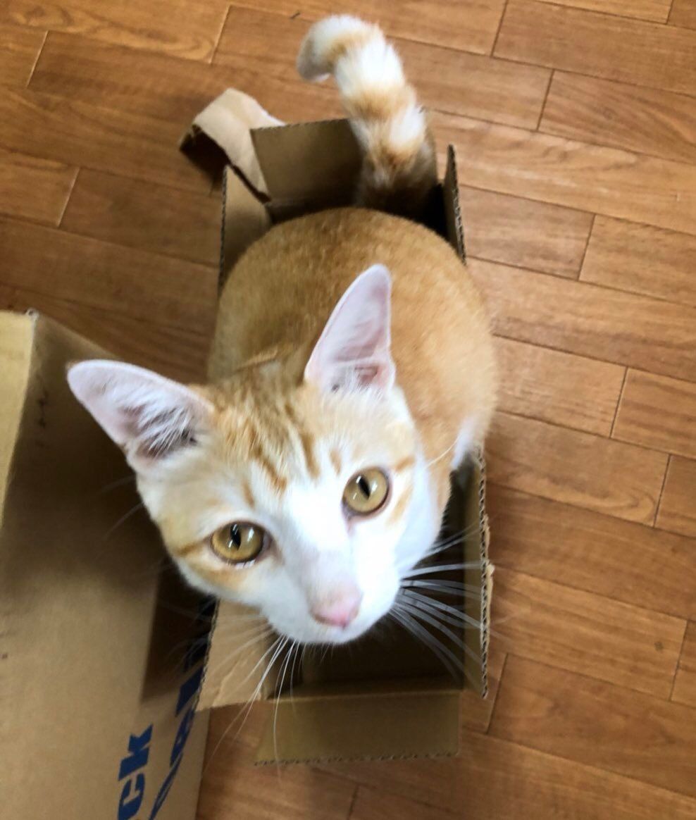 お母さんに助けを求めるごまじろう