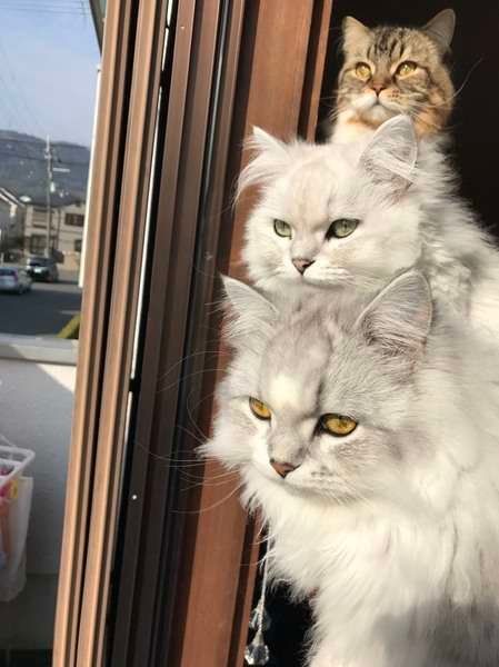 綺麗に並んでいるアポちゃん親子