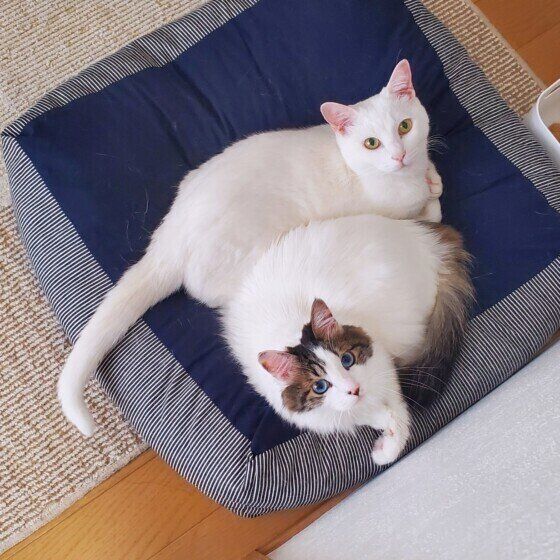仲よしな猫たち